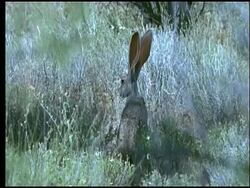 Jackrabbit, Sonoran desert, USA Stock Footage