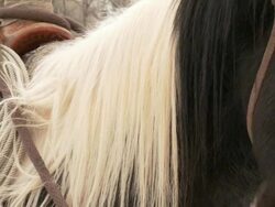 PAN Horse's head and western saddle / Shell, Wyoming, United States Stock Footage