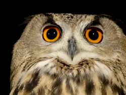 ECU European Eagle Owl (asio otus) portrait of adult / Calvados, Normandy, France Stock Footage