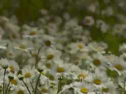 Field of daisies in a field Stock Footage