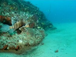 MS Shot of Devil fires fish resting or drifting along rocky outcrop and sea floor with various fish swimming / Matola, Maputo, Mozambique Stock Footage