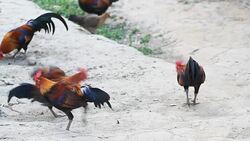 HD : Chicken eating food Stock Footage