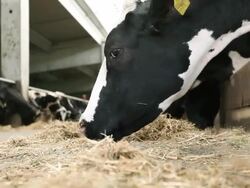 Cows in stable Stock Footage