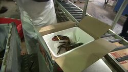 Fishermen load giant crayfish into boxes. Stock Footage
