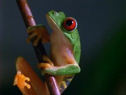 Red-eyed Tree Frog, CU frog on stalk, tilts to feet.  Panama. Stock Footage
