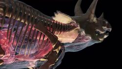 A Tyrannosaurus Rex and a triceratops tangle in a forest: a 3D animation depicts the skeletal and muscular systems of a Triceratops. Stock Footage