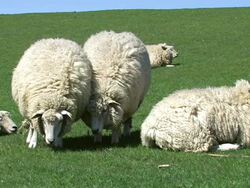 sheeps grazing and looking Stock Footage