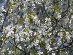 CU Blooming sour cherry tree / Kastel-Staadt, Rhineland-Palatinate, Germany Stock Footage
