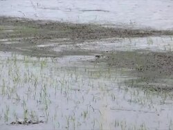 WS PAN View of Nile Crocodile stealthily swimming along water surface / Pilanesberg National Park, North West Province, South Africa Stock Footage