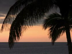 palm leaf Stock Footage