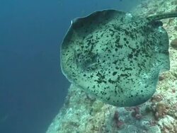 Marbled Ray (Taeniura meyeni) on reef wall, swimming to and under camera, through frame, Alimatha Channel, Vaavu Atoll, The Maldives Stock Footage