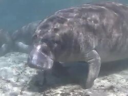 Manatee Close Up Stock Footage