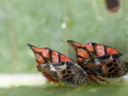Red treehoppers on a leaf in a rainforest shrub in Ecuador. Stock Footage
