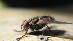 Fly Insect - Stock Video Stock Footage