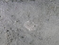 Stargazer fish camouflaged in sand, Southern Visayas, Philippines Stock Footage