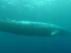 MS Blue whale swimming in underwater / Mirissa, Southern province, Sri Lanka   Stock Footage