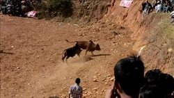 CLEAN : Thousands celebrate Nepal bullfighting fiesta News Clip