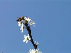 HD: Bee on a blossom Stock Footage