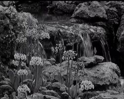 CHELSEA FLOWER SHOW News Clip