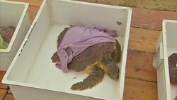 Prince Charles addresses the Our Ocean conference in Malta News Clip