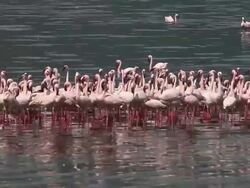 MS Lesser flamingo phoenicopterus minor group standing in water / National Park, Africa, Kenya Stock Footage