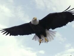 MS TS Bald Eagle taking off from rock / Boise, Idaho, United States Stock Footage