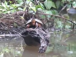Fresh water turtle in Costa Rica Stock Footage