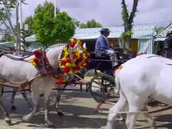MS CU During annual festival procession of horse drawning  carriages / Seville, Andalusia, Spain Stock Footage