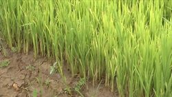 Drought sparks famine fears in NKorea News Clip