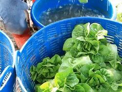 Farmers wash lettuce Stock Footage
