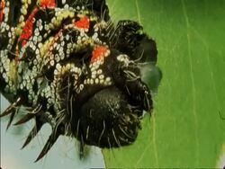 CU Caterpillar eating leaf, Botswana, Africa Stock Footage