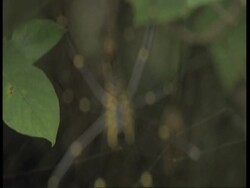 CU Spider in web, pull focus, Western Ghats, India Stock Footage