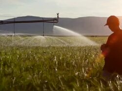 Farmer inspects his crops Stock Footage