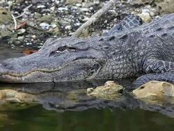 Wild Gator Stock Footage