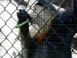 Red-shanked douc Stock Footage