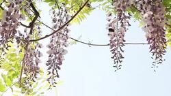 bee flower wind Stock Footage