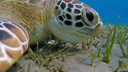 Green Sea Turtle grazing on seagrass bed / Red Sea Stock Footage