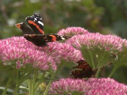 Red Admiral (Vanessa atalanta) and Comma Butterfly on Sedum, UK Stock Footage