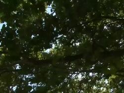 PAL CRANE: Sunbeams Stock Footage