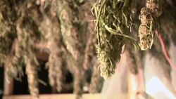 Marijuana Growers Diversify with Hemp and CBD News Clip