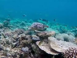 Hawksbill sea turtle swimming on tropical coral reef - Maldives Stock Footage