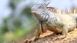 Iguana Close Up Stock Footage