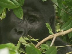 CU Shot of large gorilla eating in tree / bwindi, kabale, uganda Stock Footage