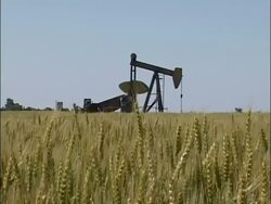 MS low angle view of ripening wheat field foreground waving in wind, silhouetted oil pump operating on horizon, sunny, USA Stock Footage
