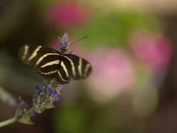 CU SLO MO Shot of Zebra Longwing flying away from purple flower after feeding / Santa Barbara, California, United States Stock Footage