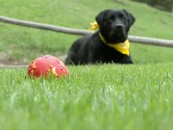 HD: Dog Playing With Ball Stock Footage