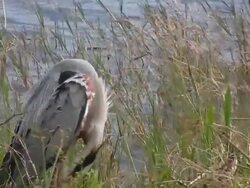 Great Blue Heron Grooming His Feathers Stock Footage