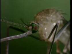 BCU zooming out, Mosquito emergence Stock Footage