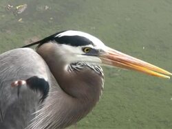 Blue Heron Close-up Stock Footage