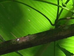 Atta worker ants Stock Footage